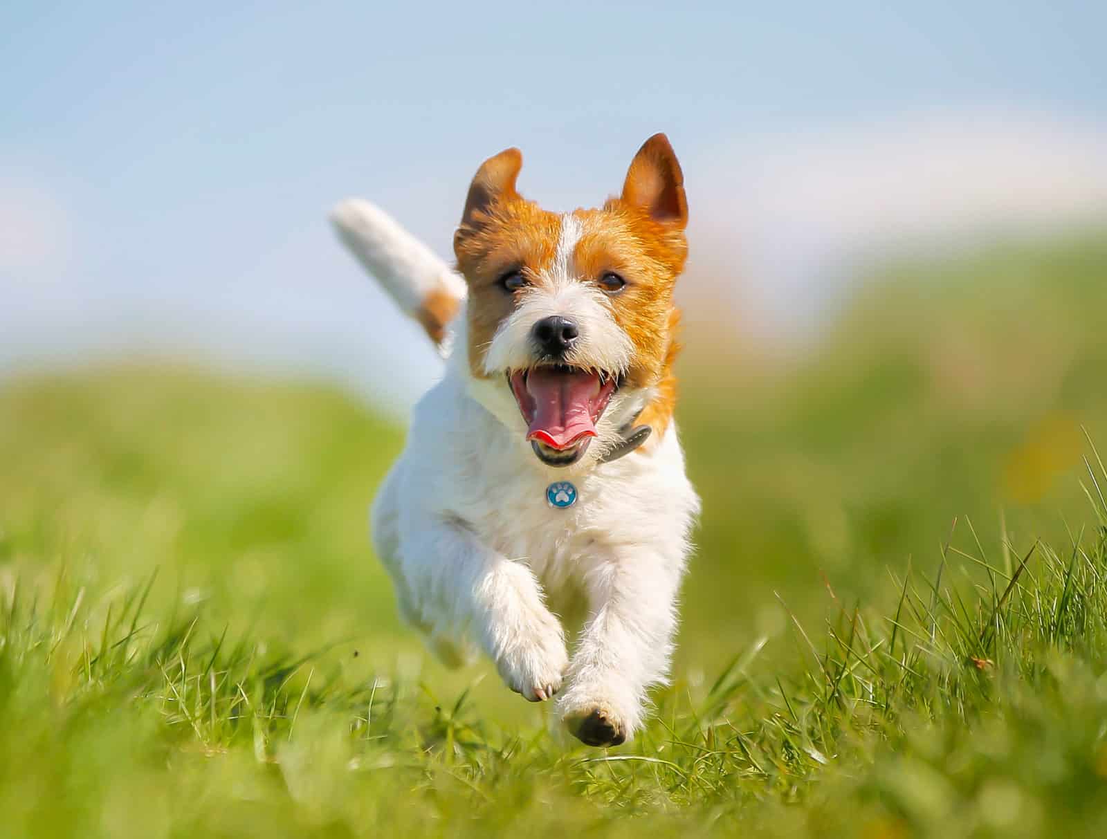 Dog Running in Field with Tagiffany Tag