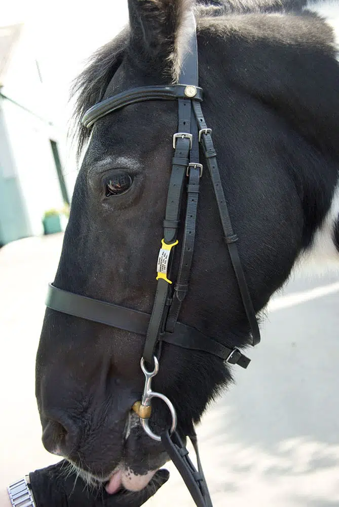 Silicone Slider Horse and Rider Tag - Single - Green - Image 2