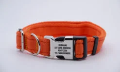 Activity Collar Lite - Orange